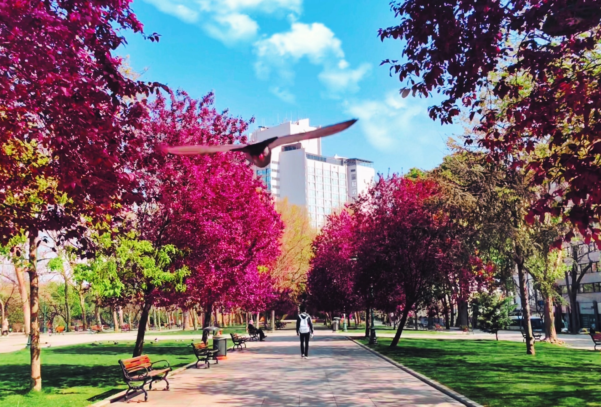 a bird flying over a path with trees and buildings in the background