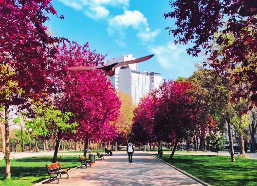 a bird flying over a path with trees and buildings in the background